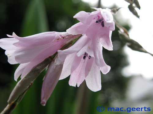 Dierama cooperi